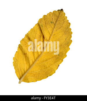 Autumn leaves of a Japanese rose, under-surface, Rosa rugosa Stock Photo
