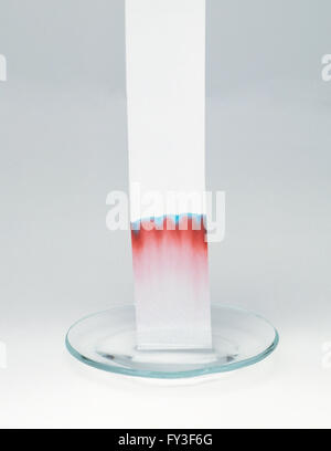 Chromatography paper in glass dish of purple inks separating pigments Stock Photo