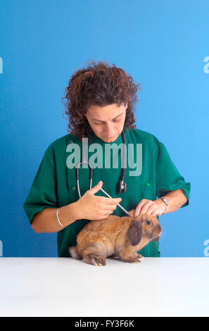Injecting Rabbits Veterinarian woman with syringe holding and injecting rabbit on ranch ...