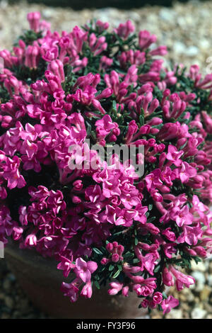 Leaves and flowers from Daphne petraea 'Grandiflora' Stock Photo