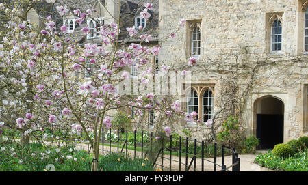 Magnolia tree in Worcester college. Oxford, UK. Panoramic Stock Photo