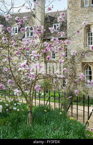 Magnolia tree in Worcester college. Oxford, UK Stock Photo