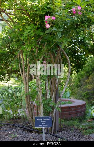 A Burbank rose plant at Luther Burbank's Gold Ridge Experimental Farm