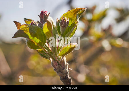 Apple tree buds, Lancaster, Pennsylvania, USA Stock Photo