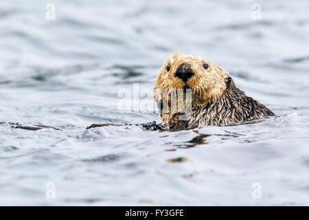 Northern sea otter grooming buoyantly in the sea off the Alaska coast Stock Photo