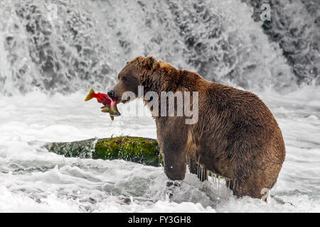 Male brown bear catching spawning red salmon at Brooks Falls, Katmai National Park, Alaska