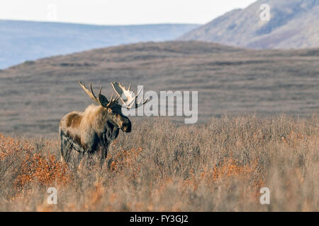 Bull moose feeding in the remote tundra in the Alaska Range mountains during the autumn rut Stock Photo