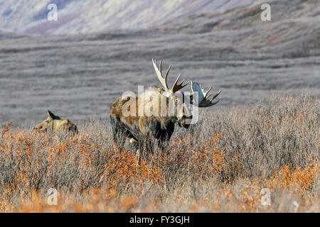 Bull moose feeding in the remote tundra in the Alaska Range mountains during the autumn rut Stock Photo