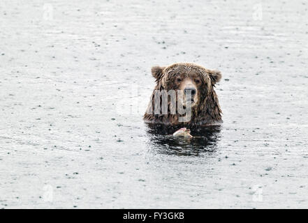 Female brown bear feasting on spawning salmon in Katmai National Park, Alaska