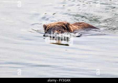 Female brown bear searching for spawning salmon in Katmai National Park, Alaska Stock Photo