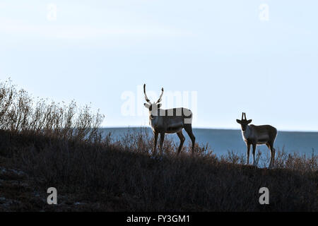 A caribou cow and calf stand sidelit by the setting autumn sun in the Alaskan Range Stock Photo