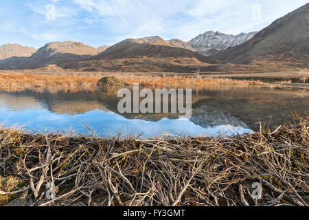 A beaver dam and pond reflecting the Alaskan Range mountains. Stock Photo