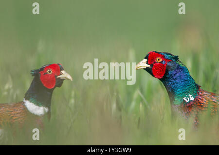 Pheasant Phasianus colchicus two males confrontation in Spring Stock Photo