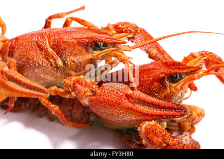 Fresh boiled crawfish on white isolated background Stock Photo