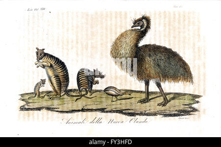 Kangaroo Island emu or dwarf emu, Dromaius baudinianus, extinct Stock ...
