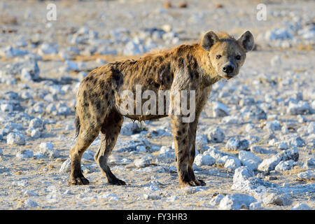 Spotted hyena (Crocuta crocuta) at Groot Okevi Waterhole in Etosha National Park, Namibia Stock Photo