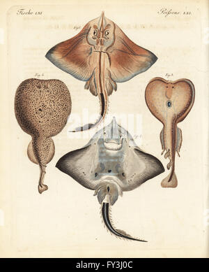 endangered-bottlenose-skate-rostroraja-alba-dorsal-1-ventral-2-eyed
