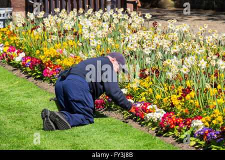 A gardener working on spring flower borders in Shrewsbury Castle gardens, Shropshire, England, UK Stock Photo