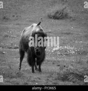 BIrd perched on bisons back Stock Photo