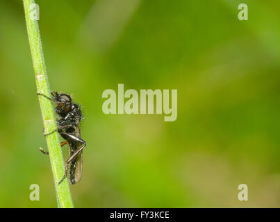 Assassin fly perching on a piece of grass Stock Photo