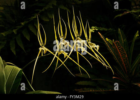 Unusual looking yellow orchid species with elfish appearance from the tropics Brassia verrucosa, native from Mexico to Brazil. Stock Photo