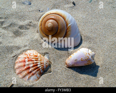 seashells Stock Photo