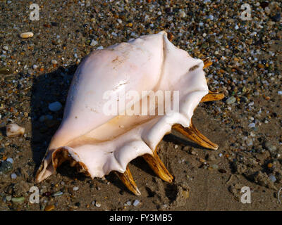 sea shell Stock Photo