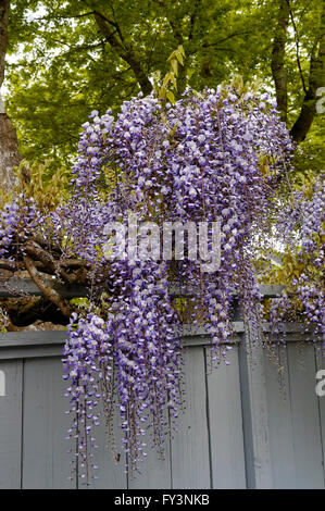 Purple wisteria floribunda flowers overhanging a wooden fence in spring, Vancouver, BC, Canada Stock Photo