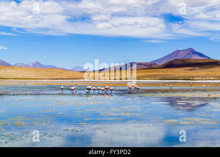 Flock of flamingo birds eating in the laguna, Uyuni, Bolivia Stock Photo