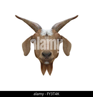 Head animal of Domestic Goat or Capra hircus isolated on white background and have clipping paths. Stock Photo
