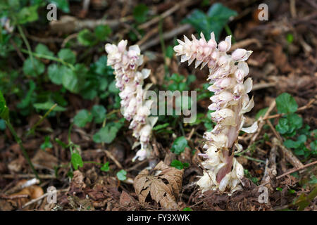 Toothwort, Lathraea squamaria, growing as a parasite on Hazel, Corylus.  Orobanchaceae.  Also grows on Ash, Elm, Beech, Alder, Stock Photo