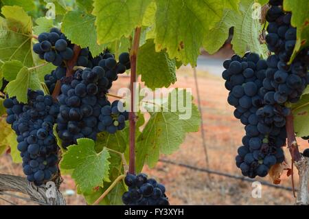 Grapes in Cliff Richard's vineyard, Adega Do Cantor in the Guia region of the Algarve in Portugal. Stock Photo