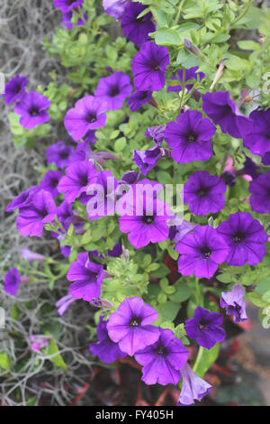 Purple flowers that are blooming in the garden,summer in Thailand. Stock Photo