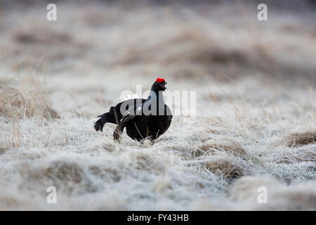Male Black Grouse (Tetrao tetrix) displaying on frosty and sunny morning in the Highlands, Kinloch Rannoch, Perth & Kinross, Scotland, UK Stock Photo