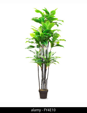 Big dracaena palm in a pot isolated over white Stock Photo