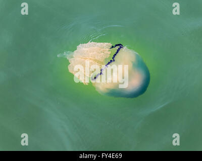 Rhizostome jellyfish (or barrel jellyfish, dustbin-lid jellyfish), swimming in North Sea, Netherlands