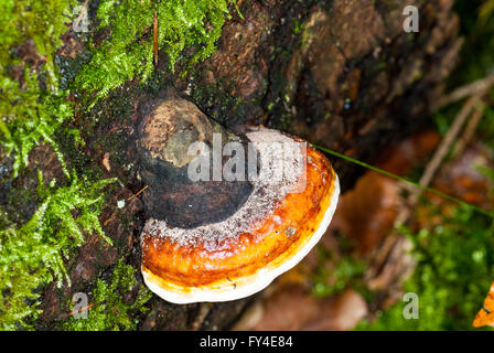 Red Banded Polypore, Fomitopsis pinicola, on a dead conifer Stock Photo