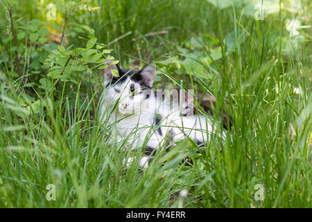 Cat lying on the grass. Selective focus. Stock Photo