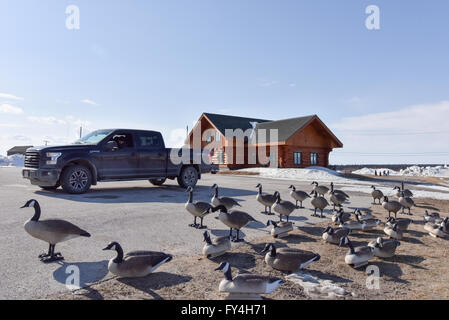 Geese decoys on sale in Northern James Bay Quebec . These are used for