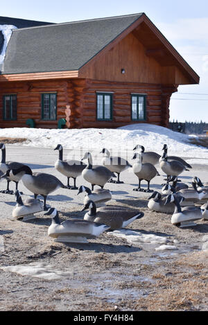 Geese decoys on sale in Northern James Bay Quebec . These are used for