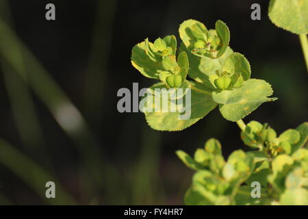 Sun spurge (Euphorbia helioscopia) blossoms. Stock Photo