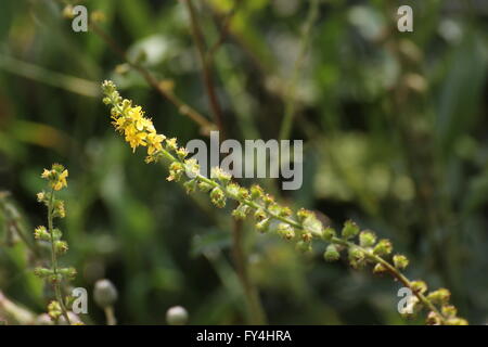 Inflorescence of sticklewort (Agrimonia eupatoria). Stock Photo