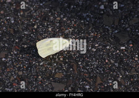 Cabbage White (Pieris brassicae) after heavy rain recovering on ground. Stock Photo