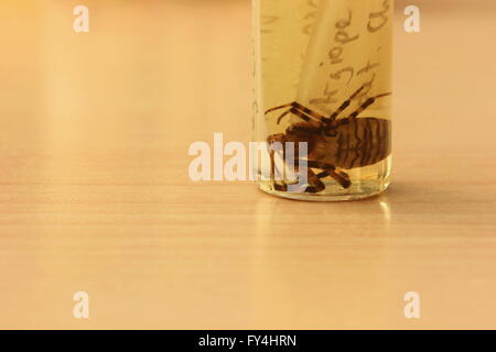 Wasp spider (Argiope bruennichi) from a private zoological collection. The arthropod is conserved in ethanol with some sheets Stock Photo