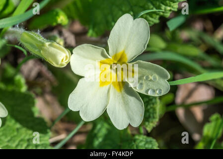 Wild primrose flower with dewdrops on a sunny Spring morning Stock Photo