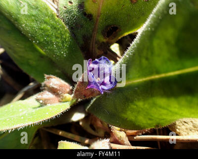 Close-up of flower of pulmonaria 'Blue Ensign' Stock Photo