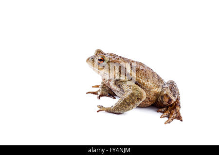 Frog or Common toad (Bufo bufo) Stock Photo