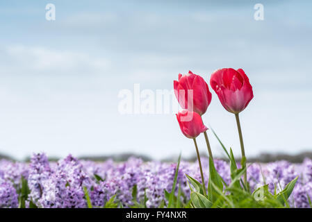 Tulips and Hyacinths in spring Stock Photo