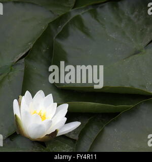 Waterlily (Nymphaea candida resp. Nymphaea alba) blossom. Stock Photo