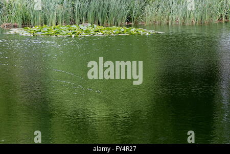 Waterlily (Nymphaea candida resp. Nymphaea alba) on a pond with reflections in rippled water. Stock Photo
